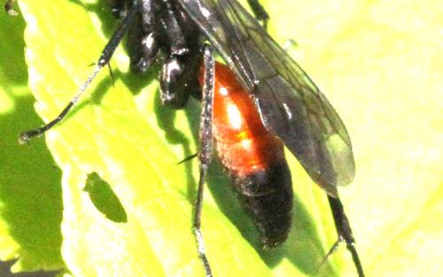 Priocnemis sp.